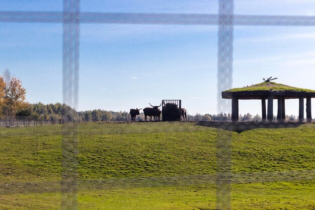 A split image showing a traditional cattle farm on one side and a lab cultivating meat cells on the other, highlighting the contrast in the environmental impact.