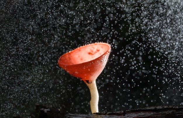 A visual representation of a savings funnel with water flowing into it, where the water represents money being automatically transferred to savings accounts. The funnel gradually fills up, symbolizing the accumulation of wealth over time through consistent automated savings.